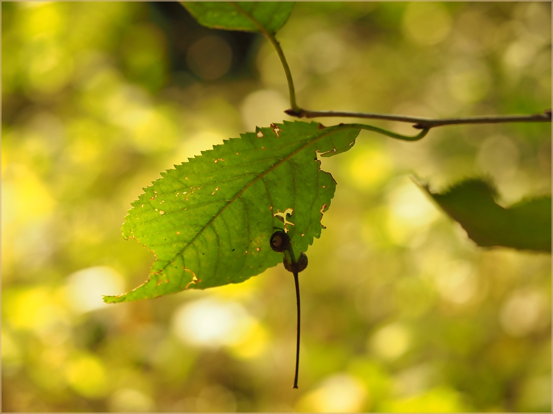 Herbstschmuck
