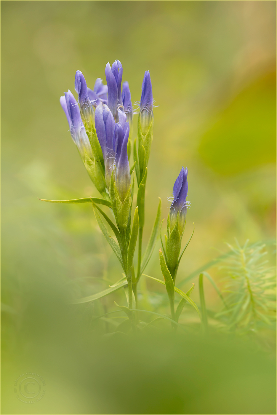 Gewöhnlicher Fransenenzian (Gentiana ciliata)