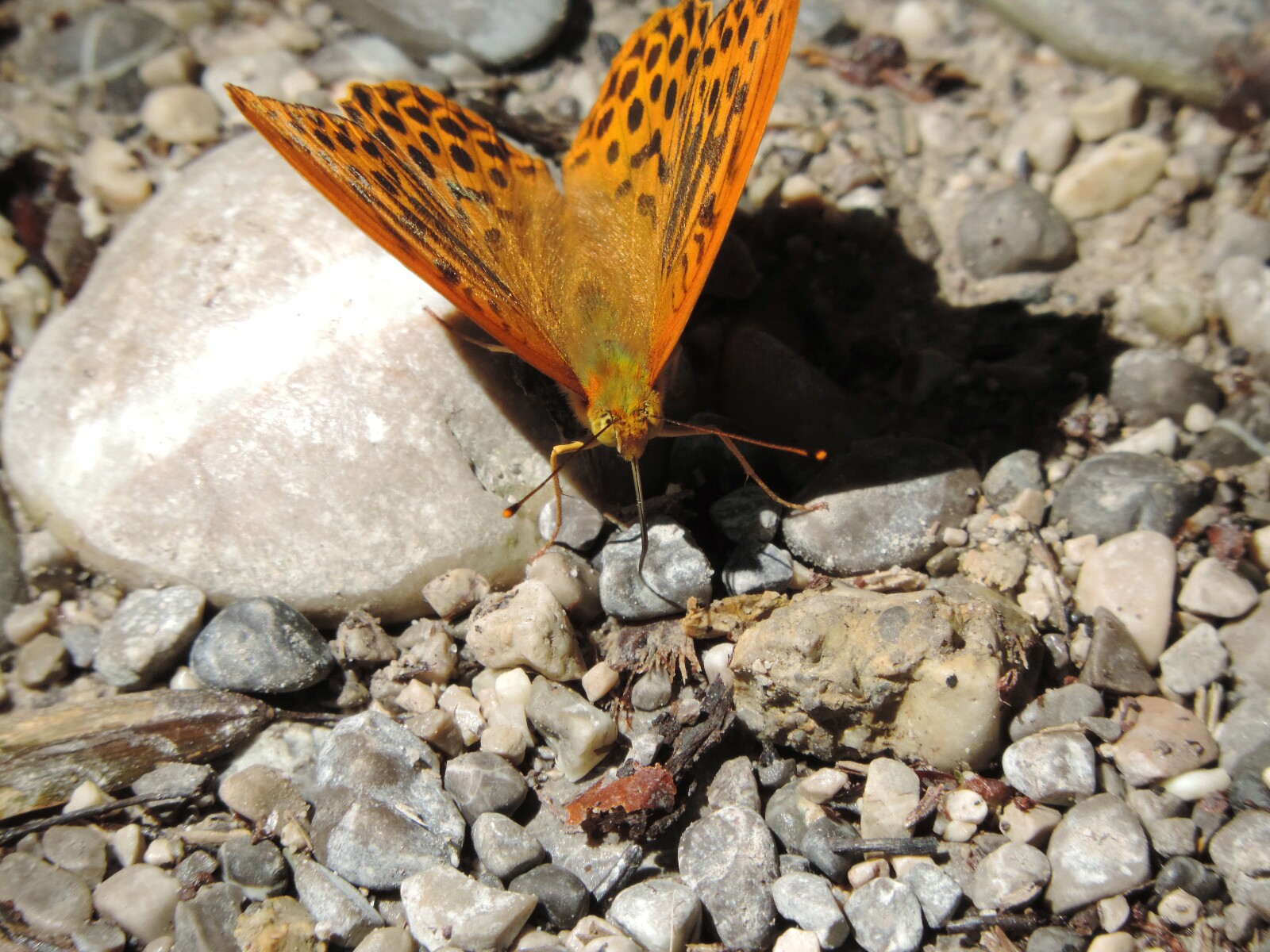 Schmetterling an schönem Sommertag