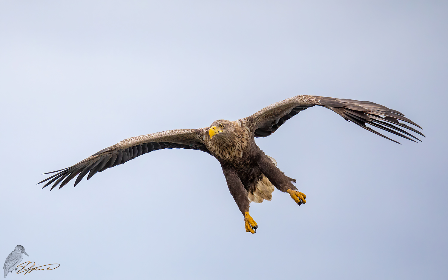 Seeadler