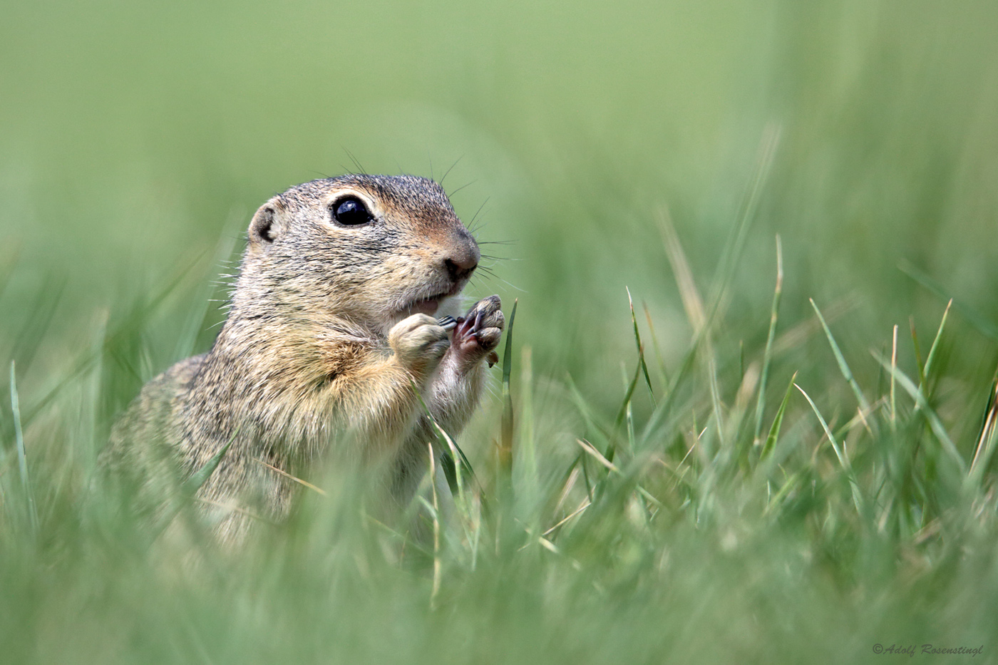 Europäische Ziesel (Spermophilus citellus)