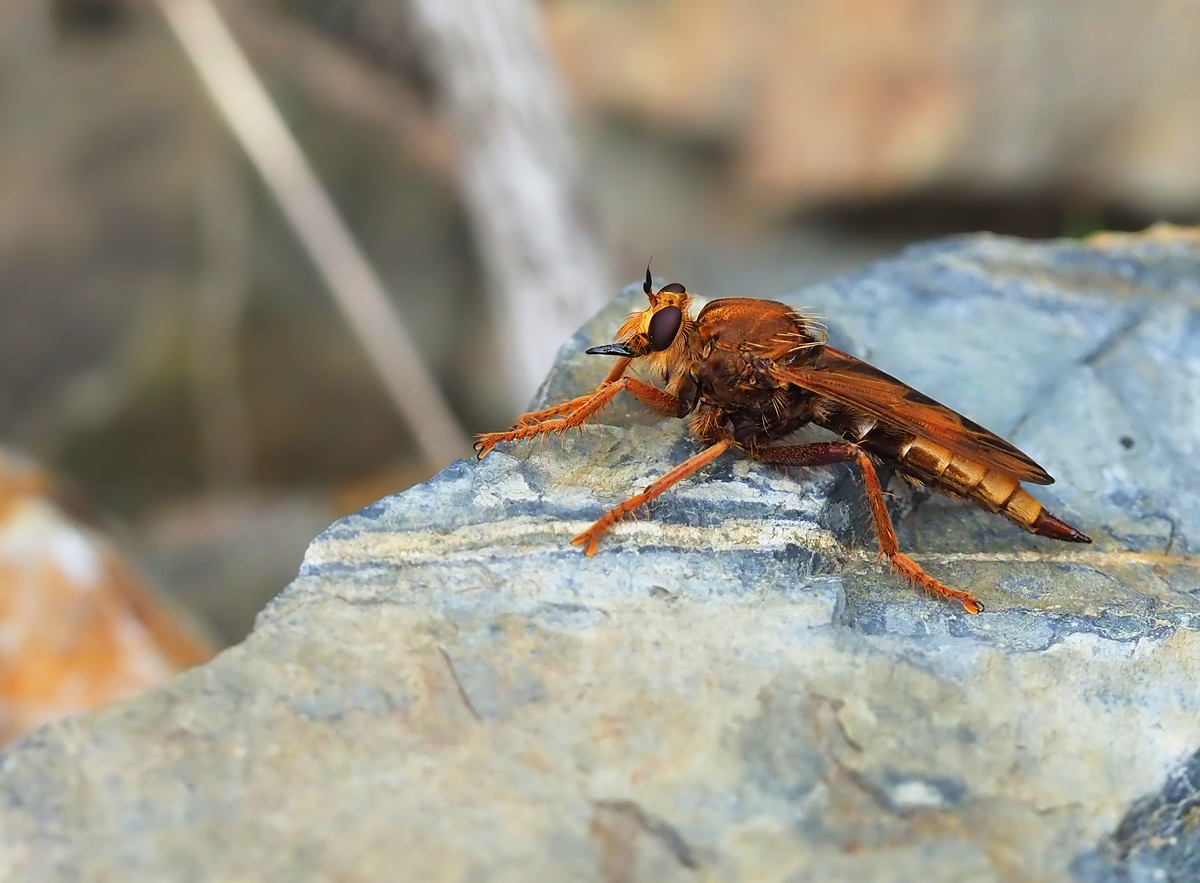 Hornissen-Raubfliege (Asilus crabroniformis)