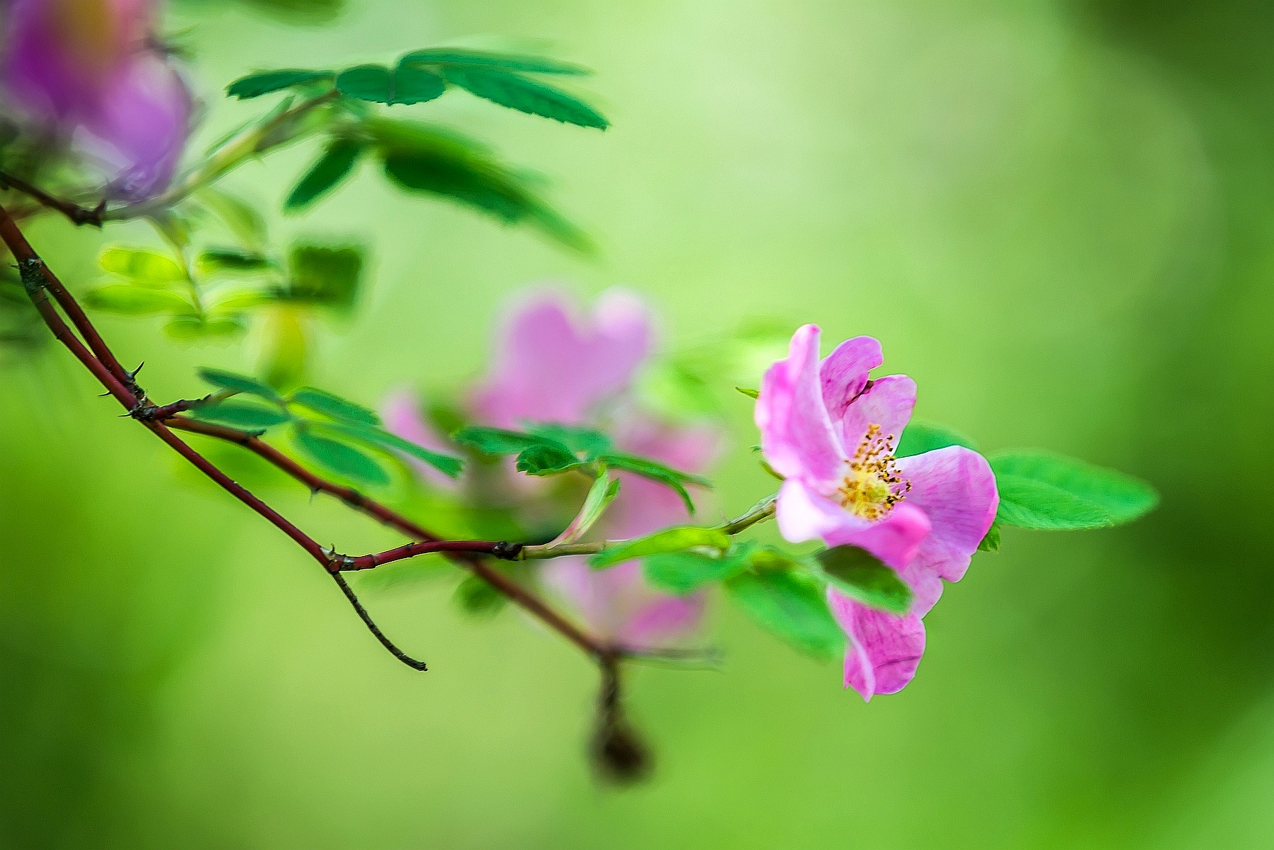 Hundsrose