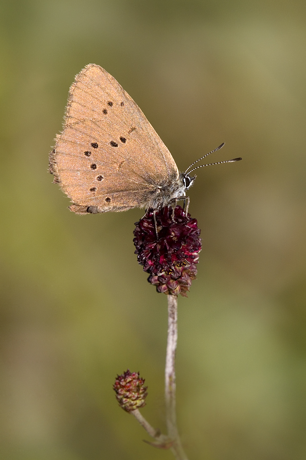 Dunkler Wiesenknopf Ameisenbläuling