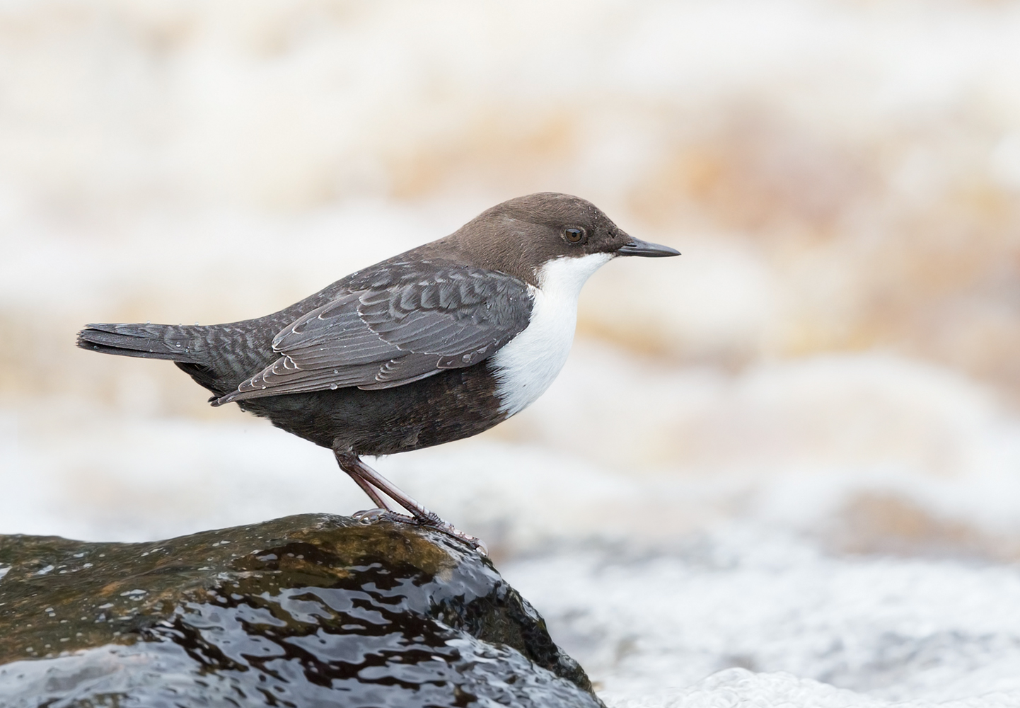 Wasseramsel