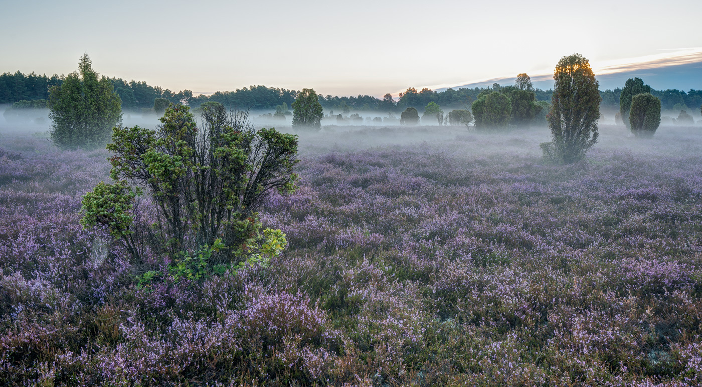 Wacholderheide im Morgennebel