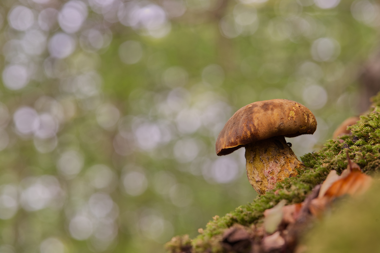 Gestern im Herbstwald