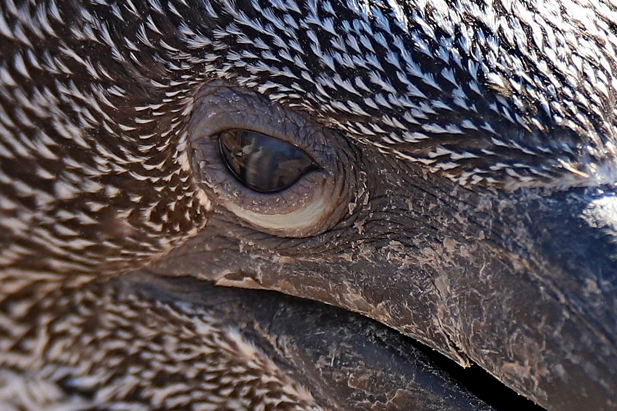 Augen (blick)