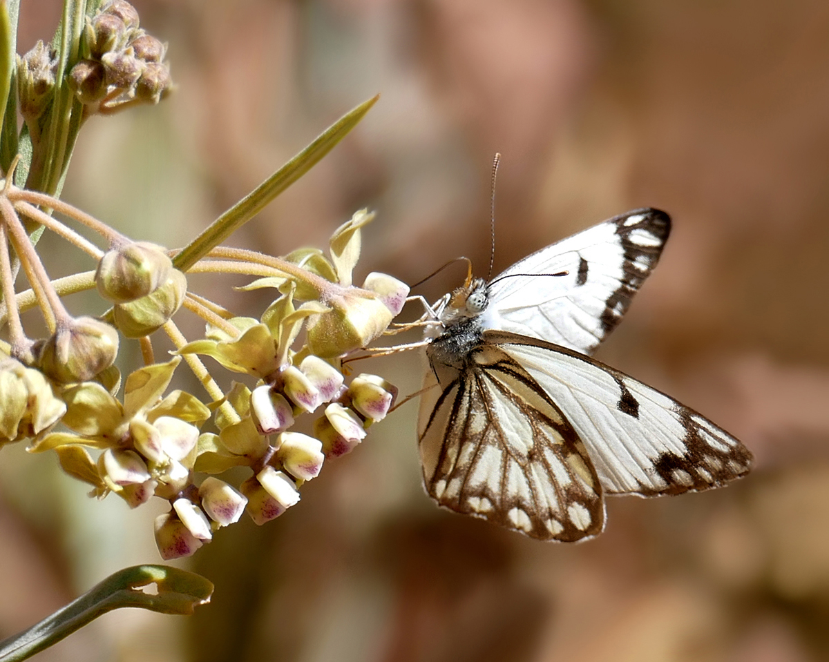 Belenois aurota ...