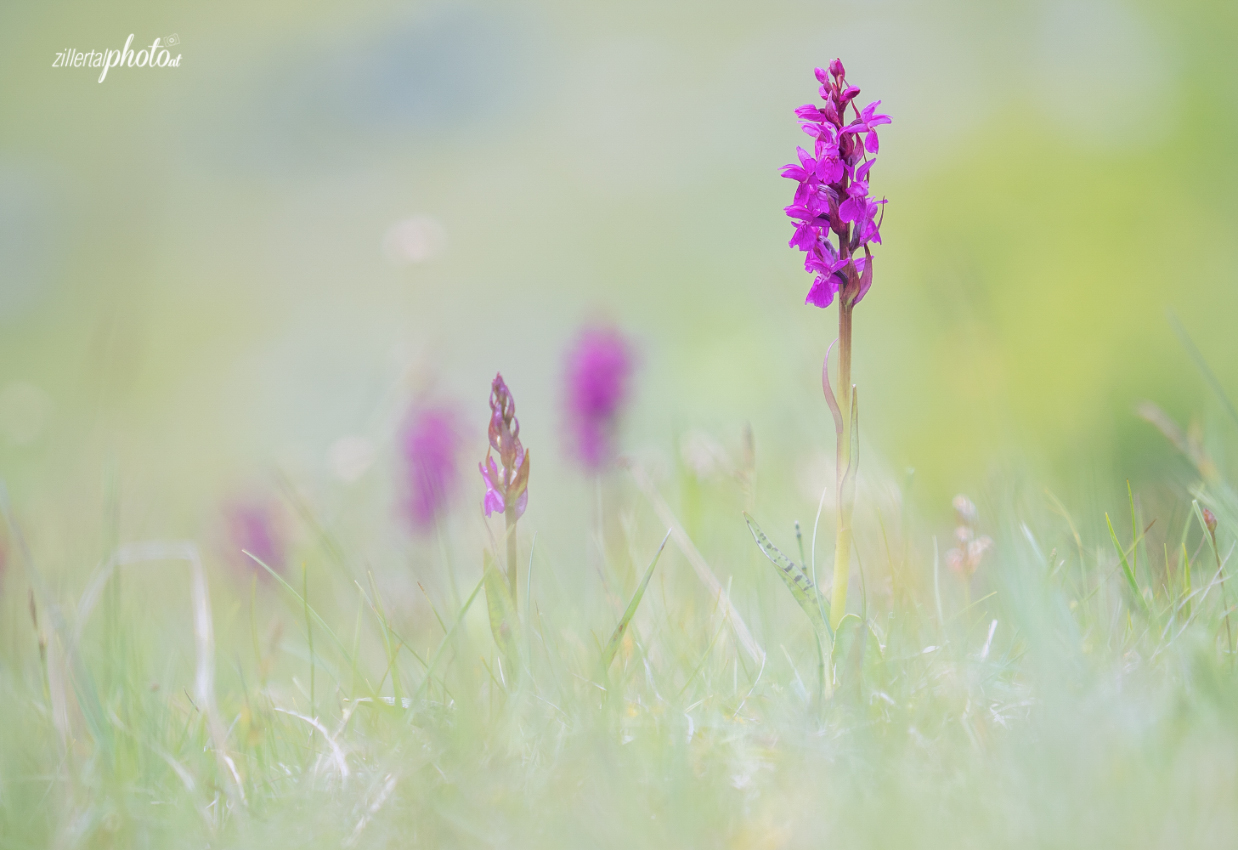 Frühsommerwiese