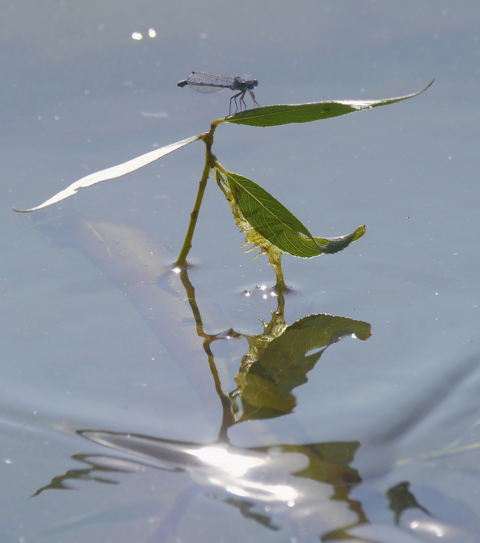 Spiegelei (Forum für Naturfotografen)