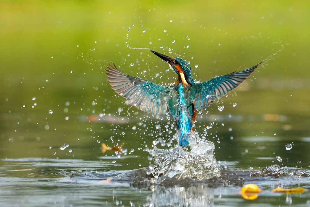 Eisvogel (Forum für Naturfotografen)