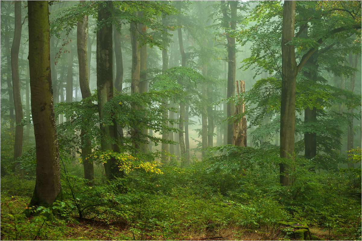Endlich Regen, endlich Nebel :-)