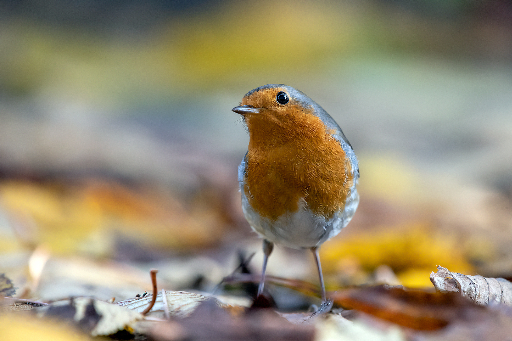 Rotkehlchen im Herbstlaub