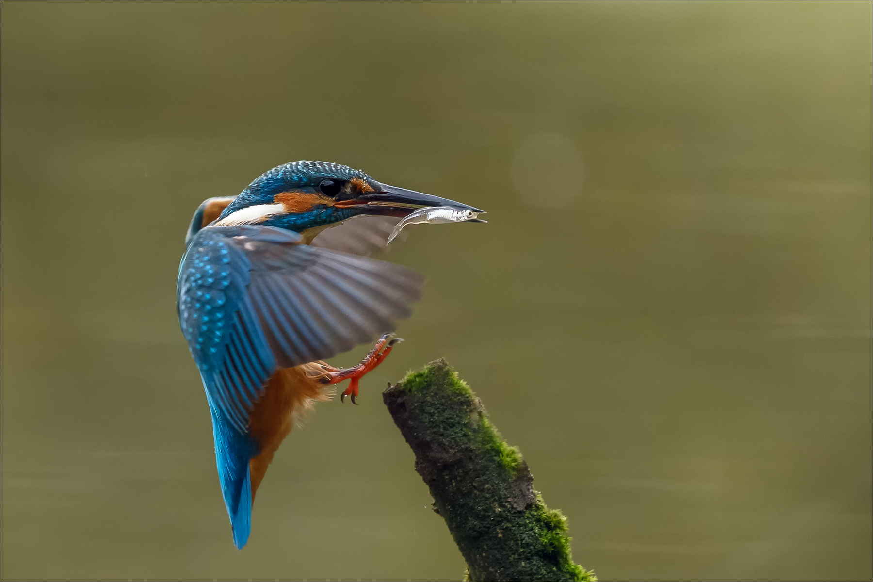 Eisvogel mit dem Fisch