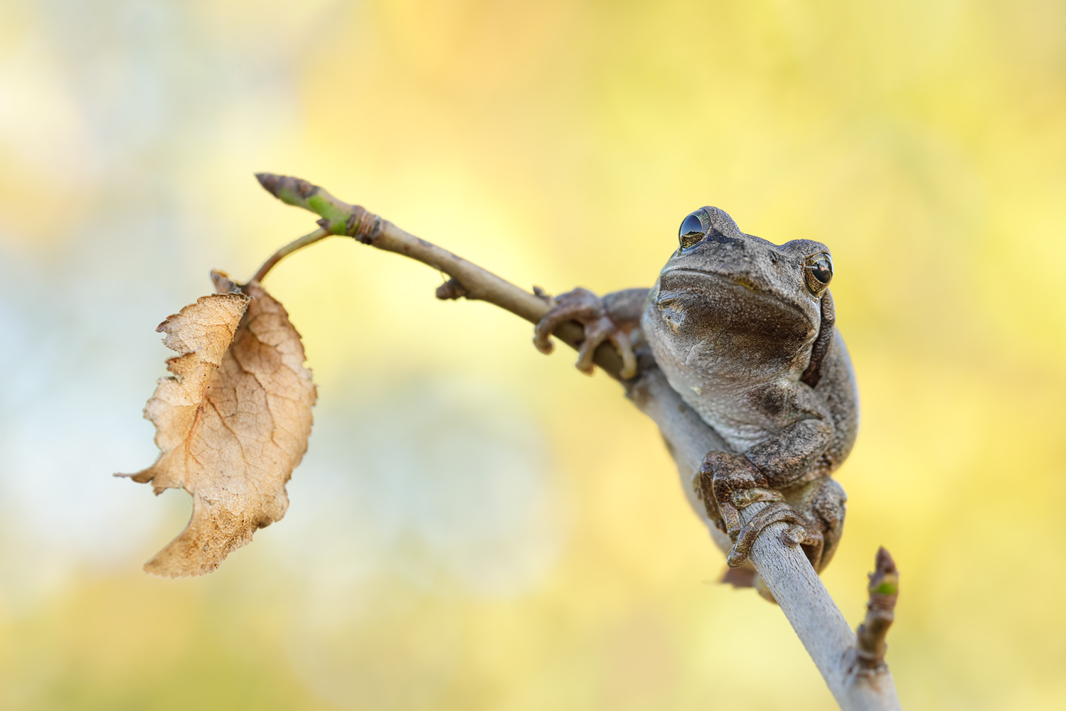 Herbst Laubfrosch