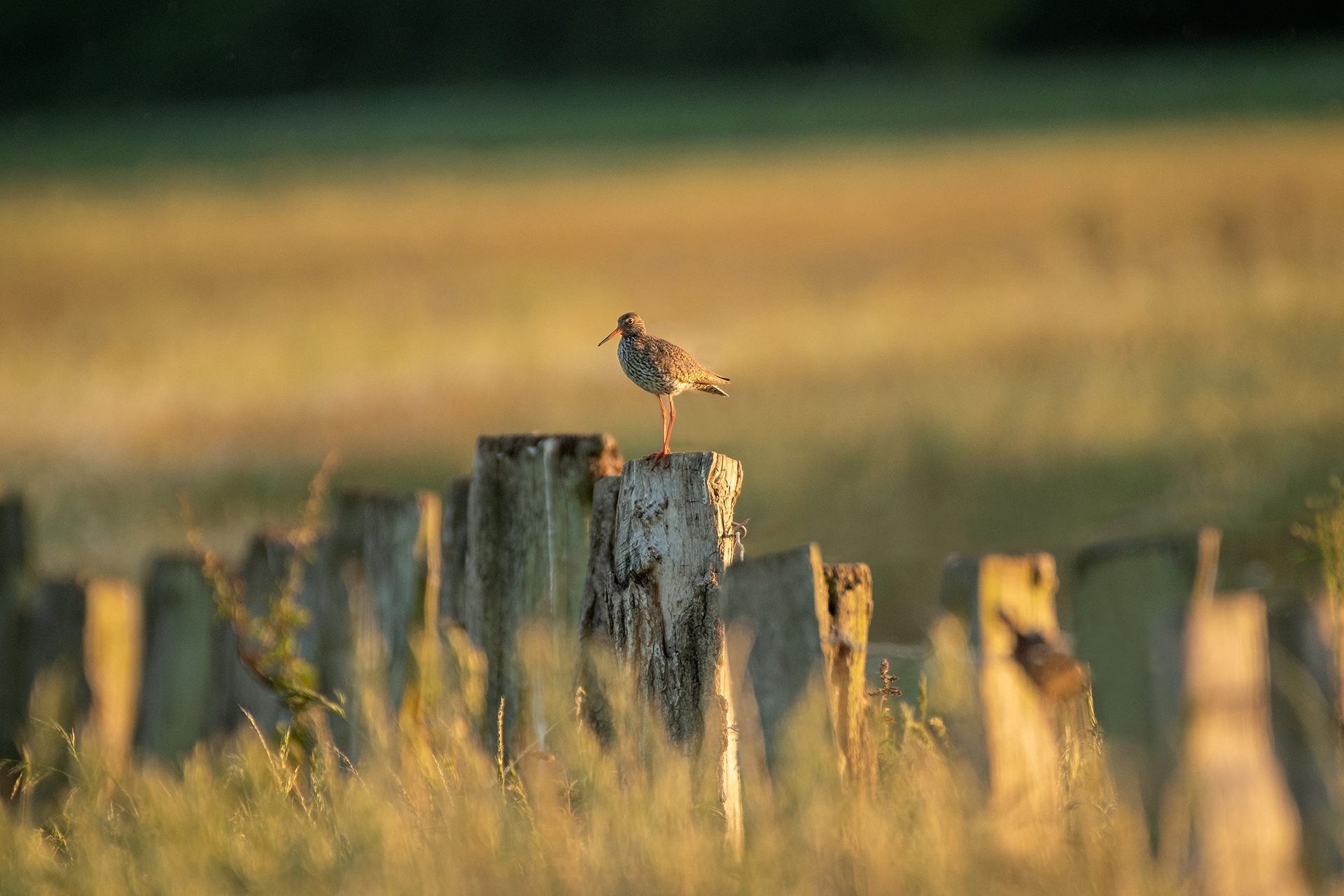 Abendstimmung