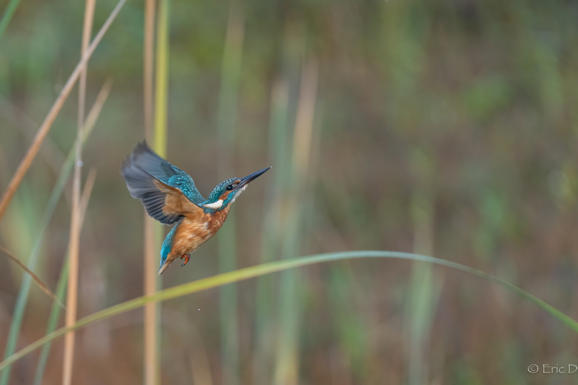 Eisvogel