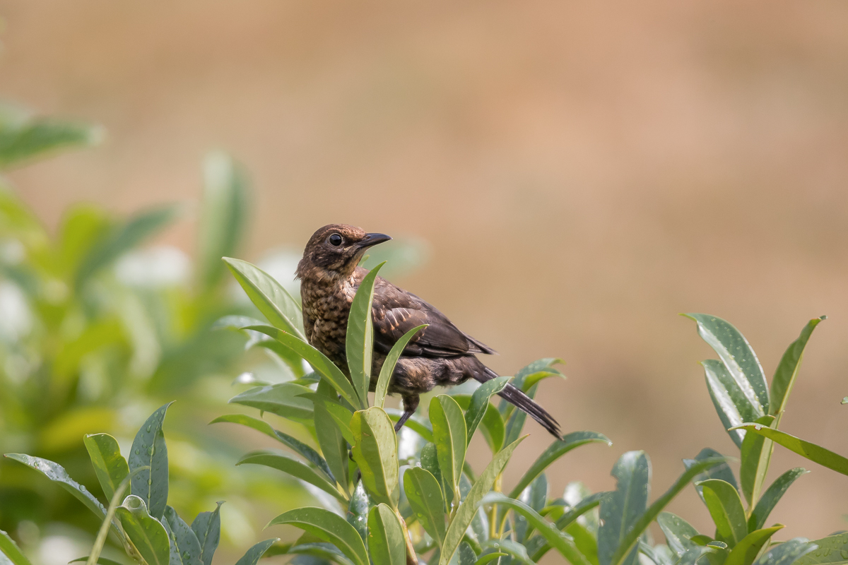 Frau Amsel.....