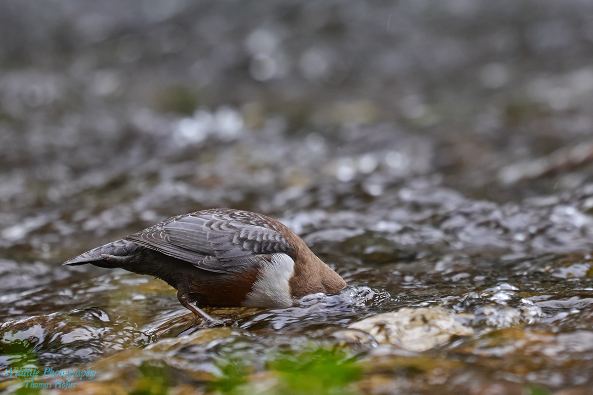 Wasseramsel