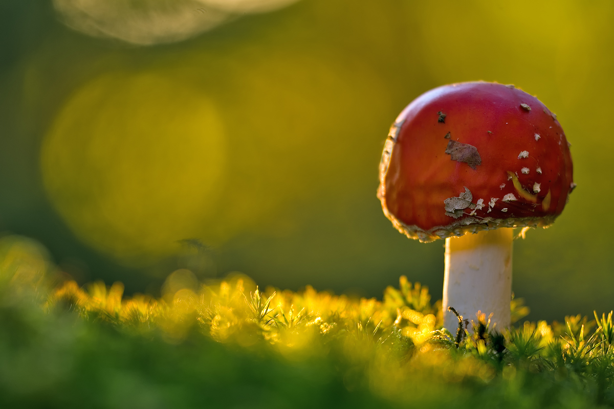 Roter Fliegenpilz