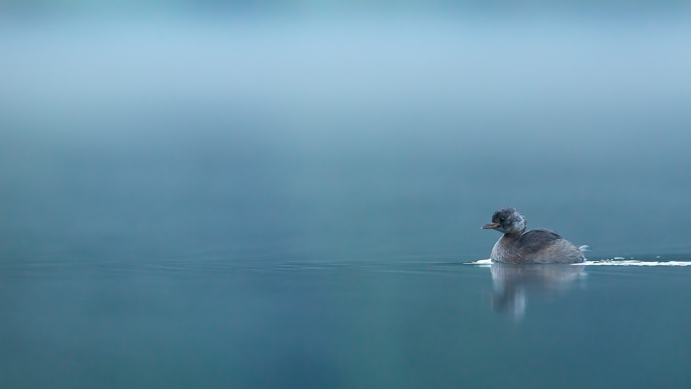 Zwergtaucher im Morgennebel