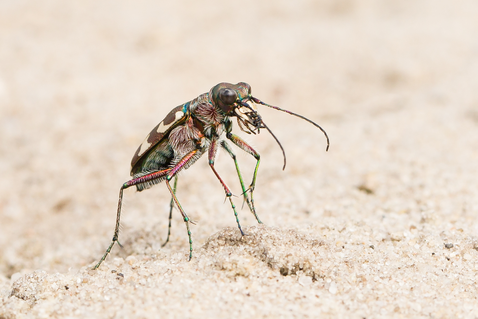 Dünen- Sandlaufkäfer (Cicindela hybrida)
