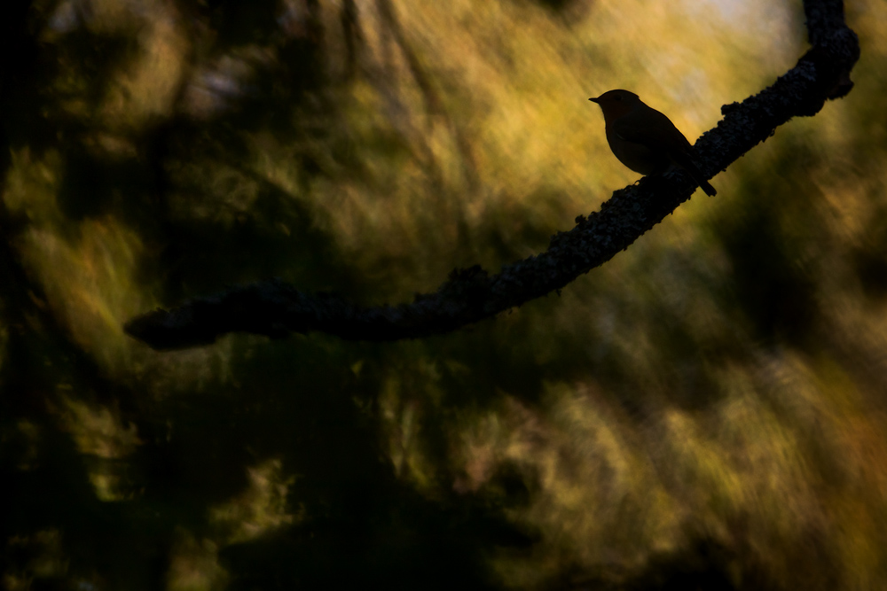 ~ Im Herbstwald ~