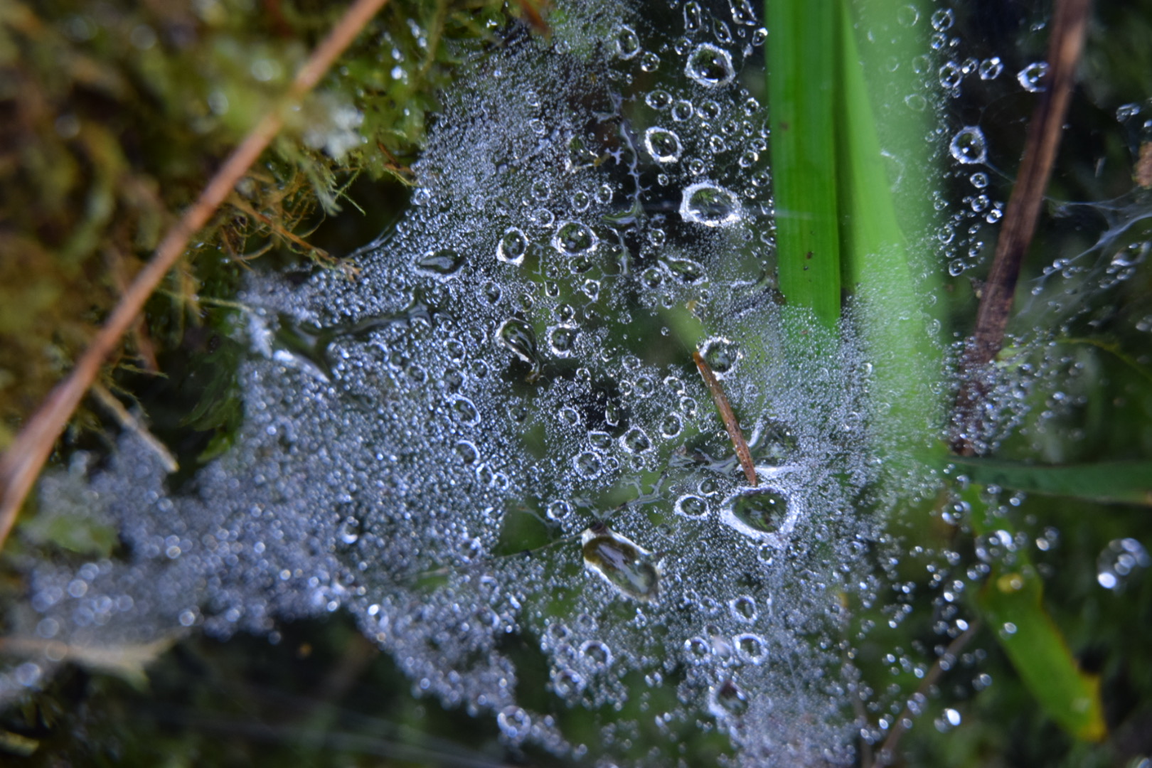 Spinnennetz nach Regen