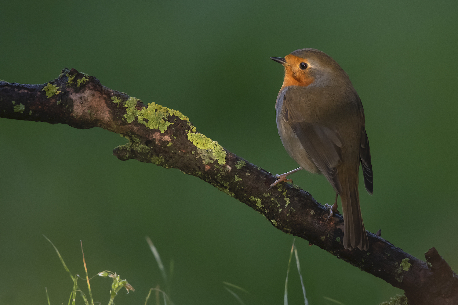 Robin im letzten Licht