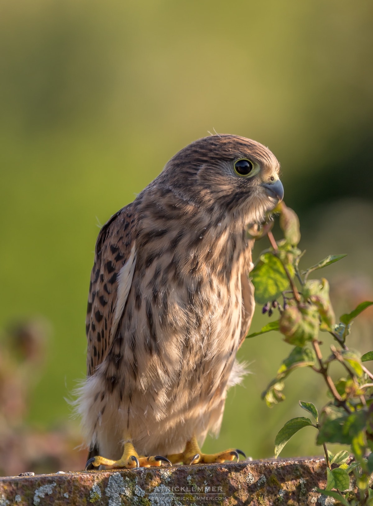 Turmfalke