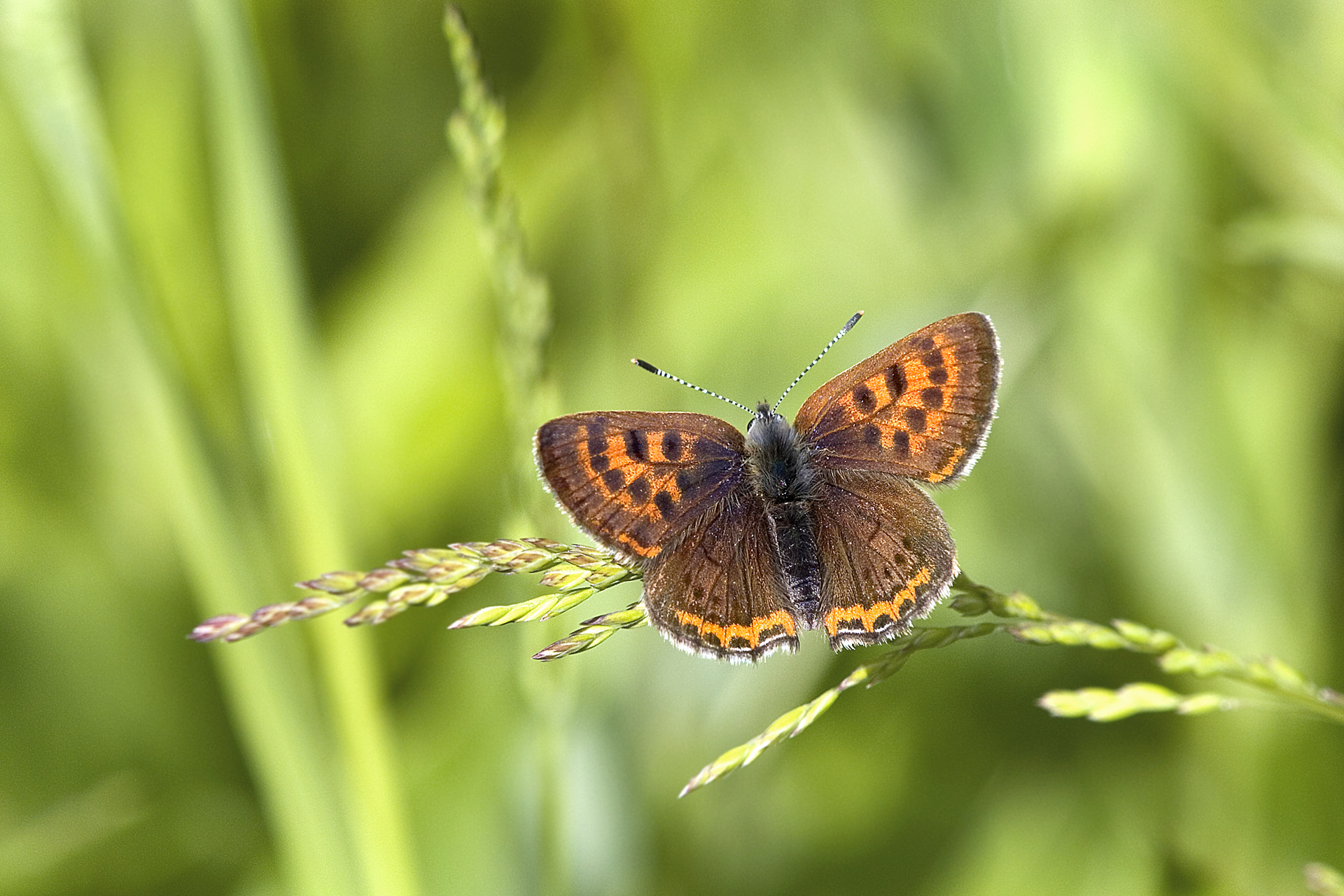 Lycaena helle