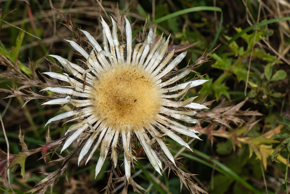 Silberdistel