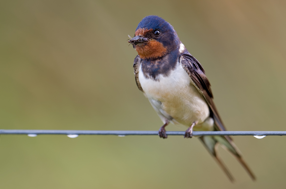 Hirundo rustica