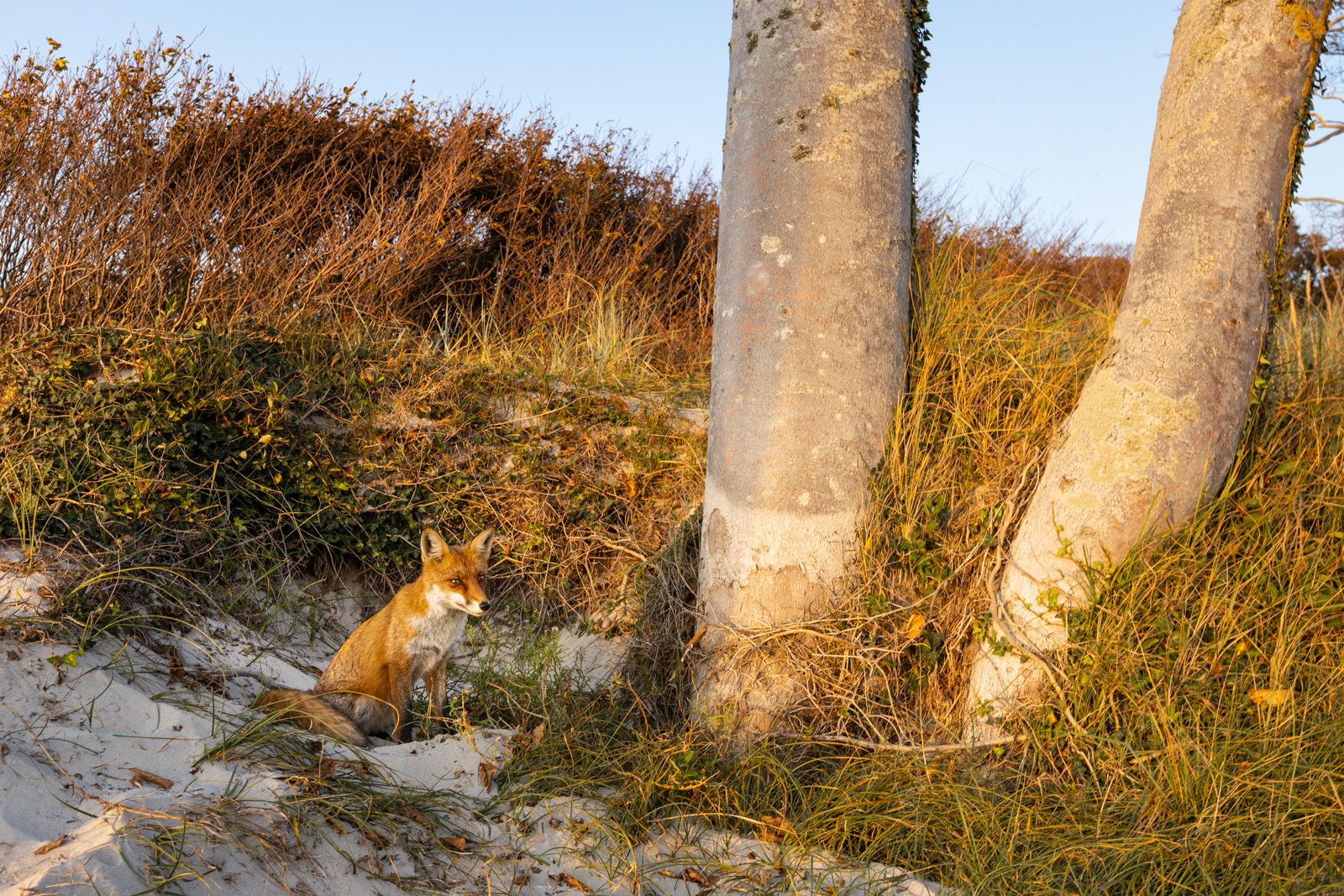 Dünenfuchs