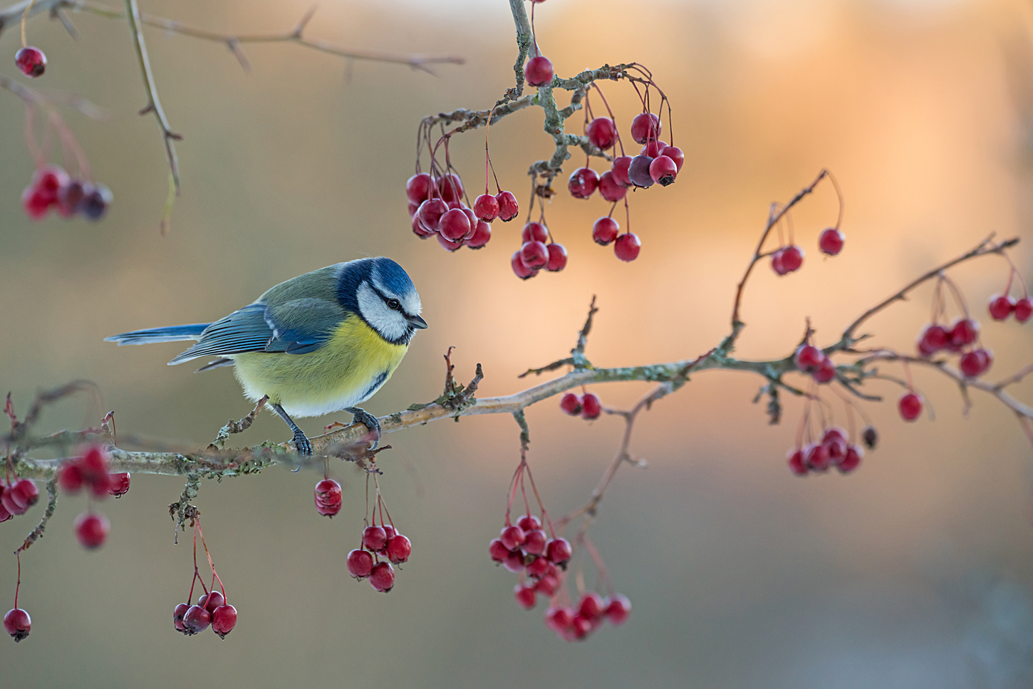 So bunt kann der Winter sein ...