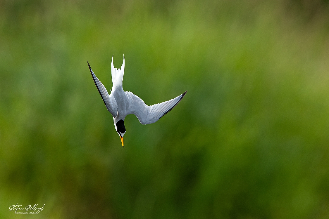 Sturzflug der Zwergseeschwalbe