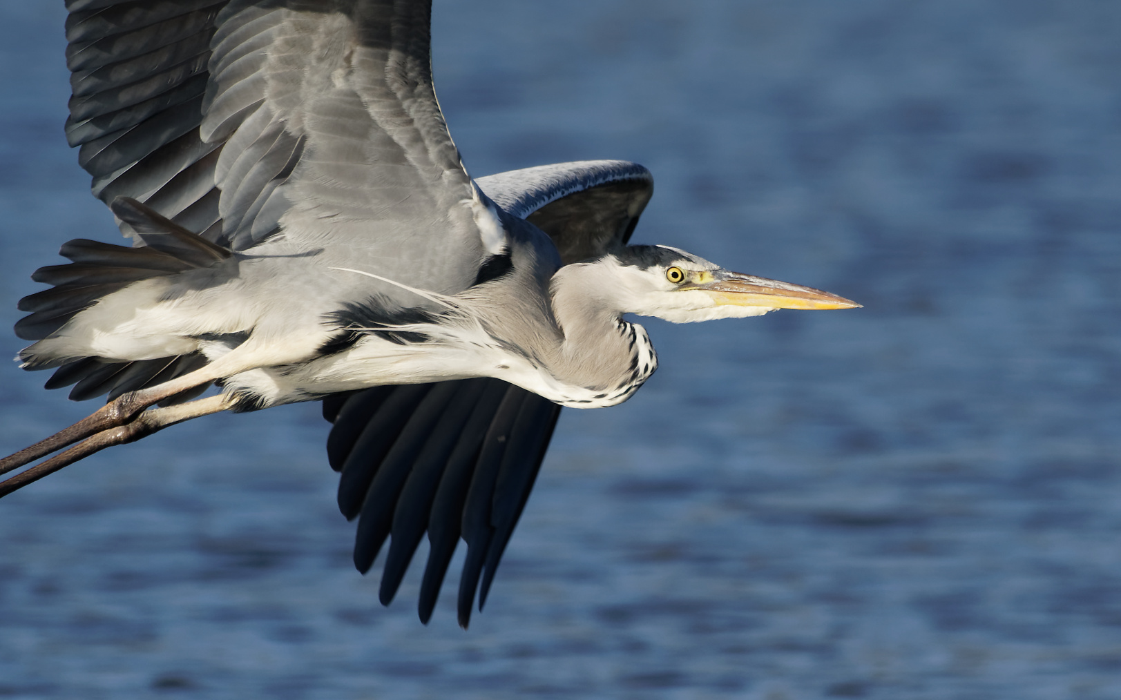 Graureiher im Flug (Forum für Naturfotografen)