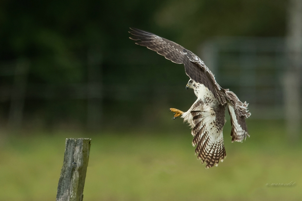 Bussard