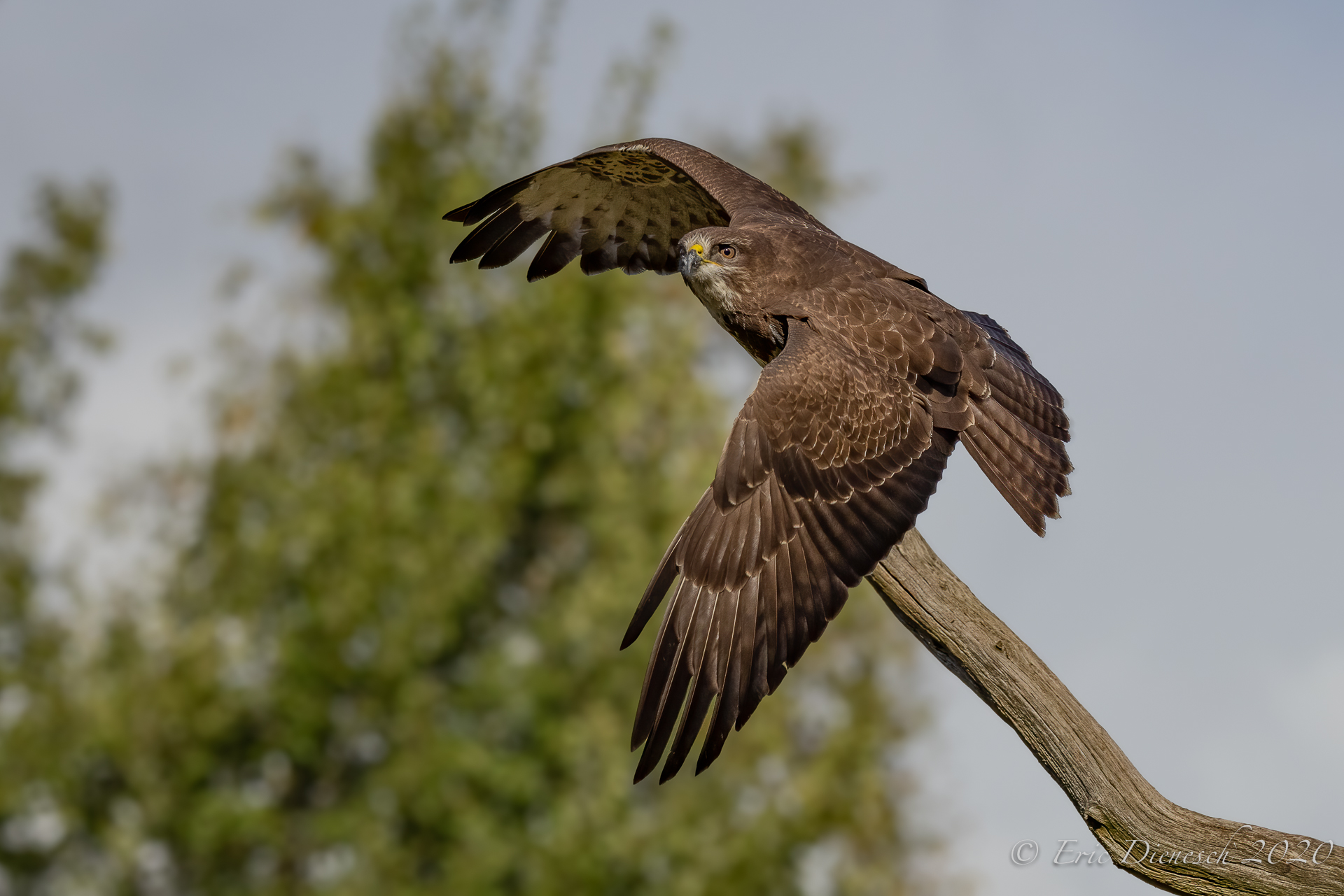 Abstoss vom Bussard
