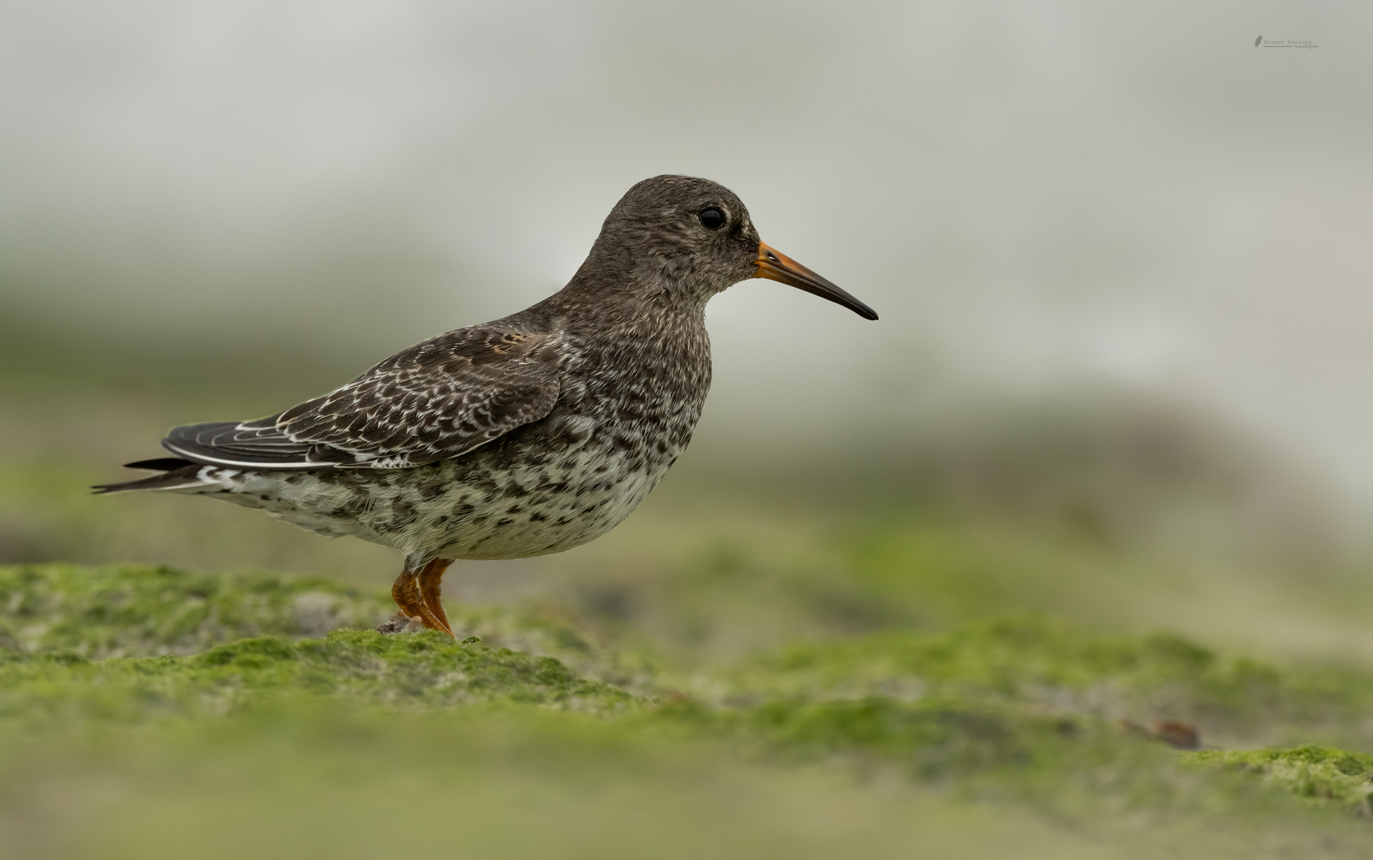 Meerstrandläufer