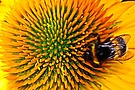 Hummel