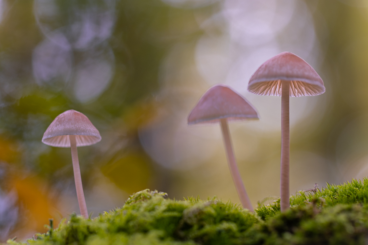 Herbstliches Trio