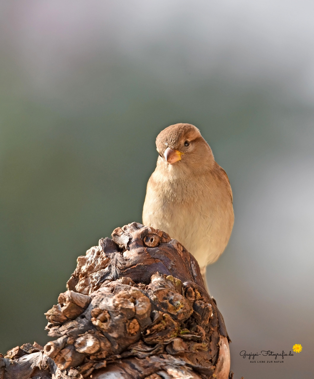 Frau Spatz ...