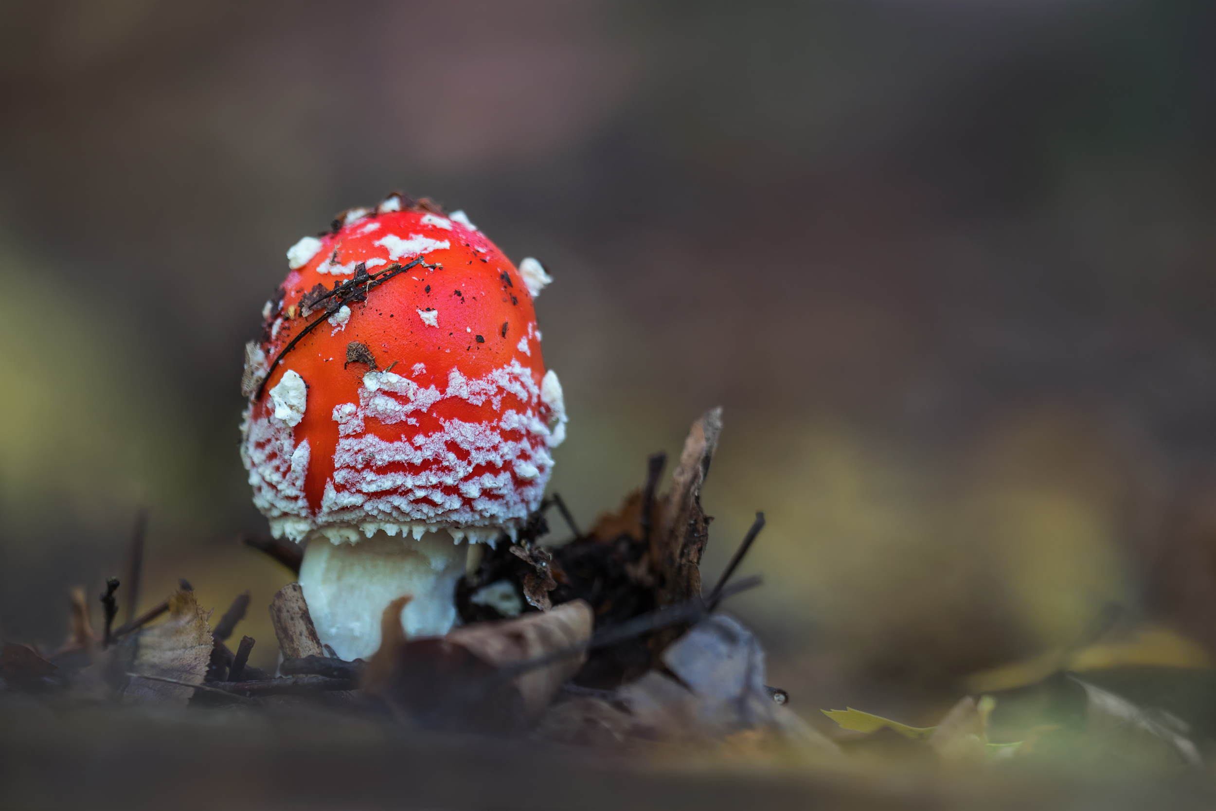 Rotkäppchen im Wald.....