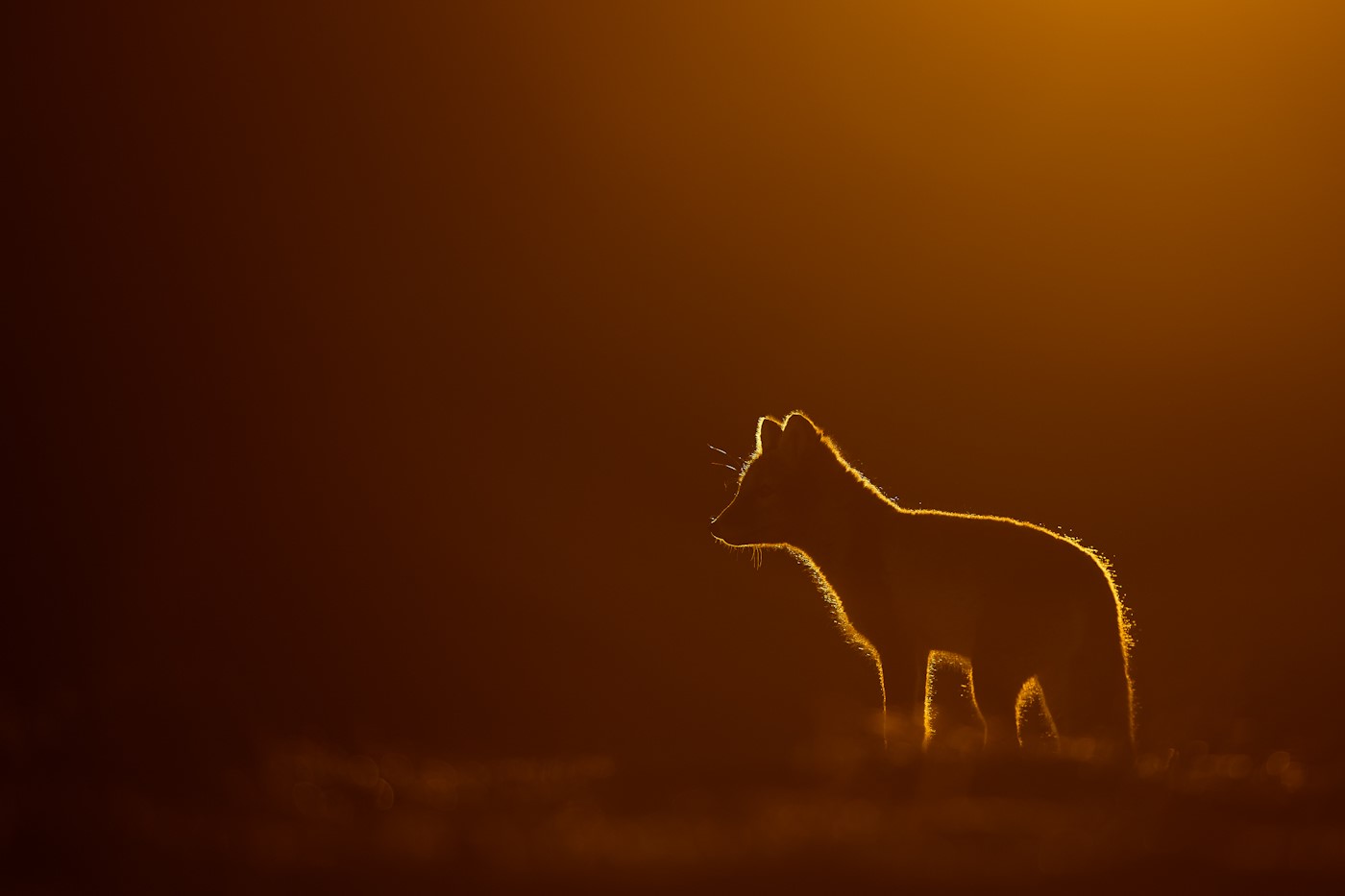 Licht geflutet