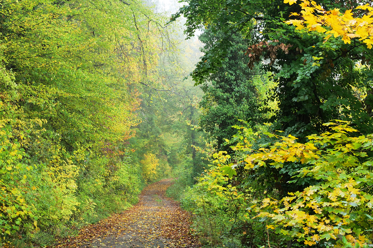 Es wird so langsam bunt im Wald