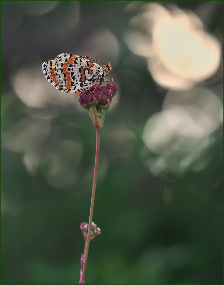 *Melitaea didyma*