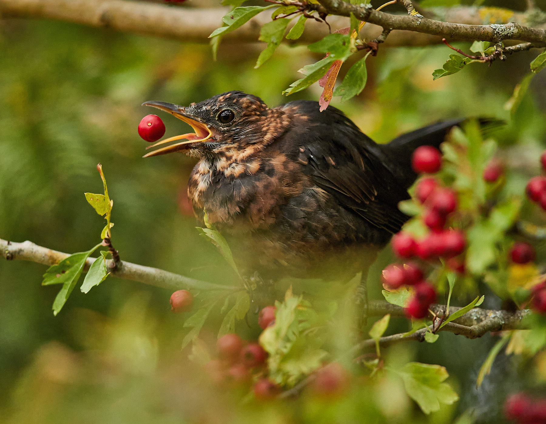 Amsel