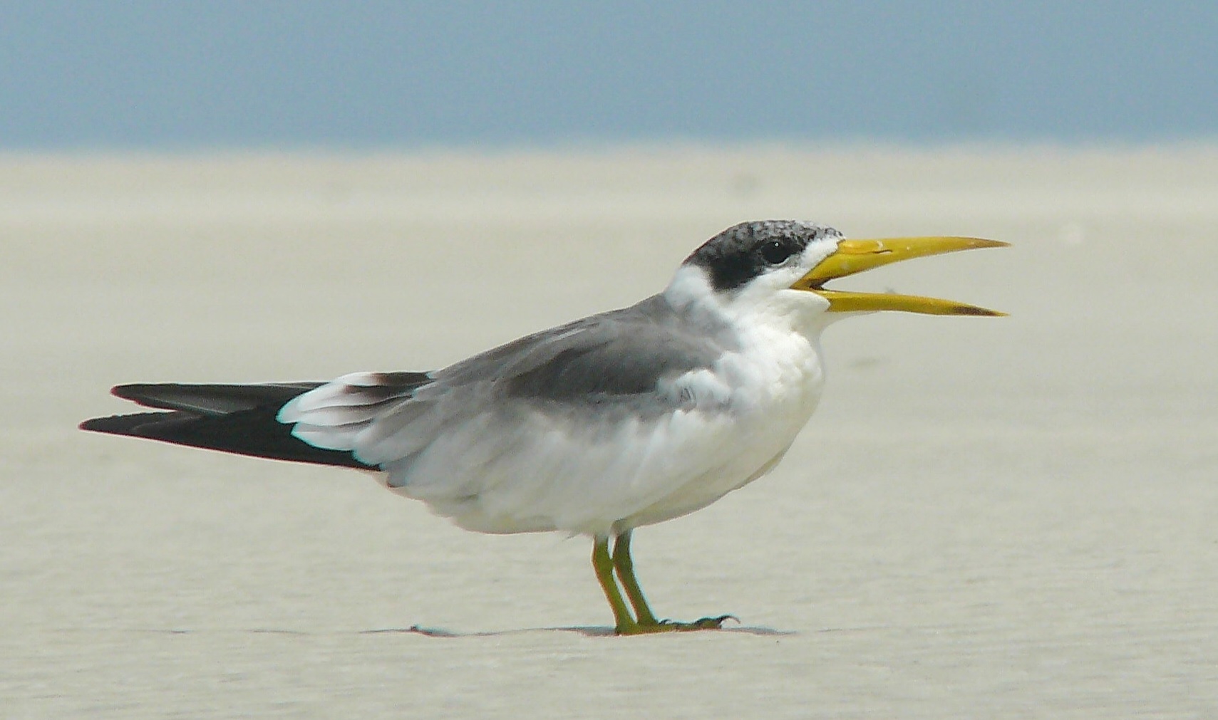 Großschnabel-Seeschwalbe am Strand von Salinas